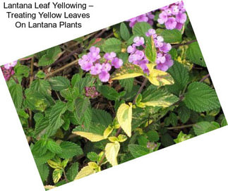 Lantana Leaf Yellowing – Treating Yellow Leaves On Lantana Plants