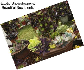 Exotic Showstoppers: Beautiful Succulents