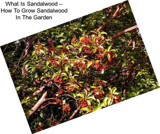 What Is Sandalwood – How To Grow Sandalwood In The Garden