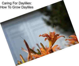 Caring For Daylilies: How To Grow Daylilies