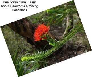 Beaufortia Care: Learn About Beaufortia Growing Conditions