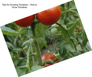 Tips for Growing Tomatoes – How to Grow Tomatoes