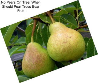 No Pears On Tree: When Should Pear Trees Bear Fruit