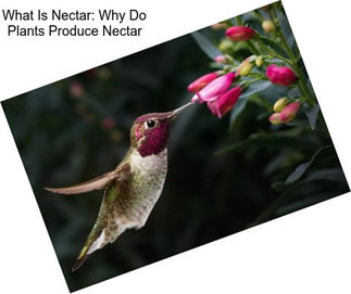 What Is Nectar: Why Do Plants Produce Nectar