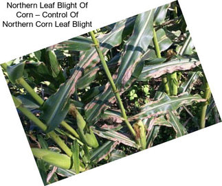 Northern Leaf Blight Of Corn – Control Of Northern Corn Leaf Blight