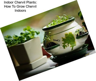 Indoor Chervil Plants: How To Grow Chervil Indoors