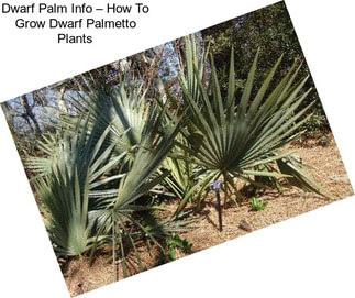 Dwarf Palm Info – How To Grow Dwarf Palmetto Plants