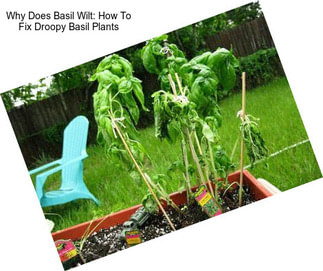 Why Does Basil Wilt: How To Fix Droopy Basil Plants