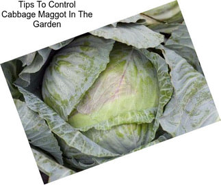 Tips To Control Cabbage Maggot In The Garden