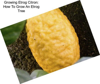 Growing Etrog Citron: How To Grow An Etrog Tree