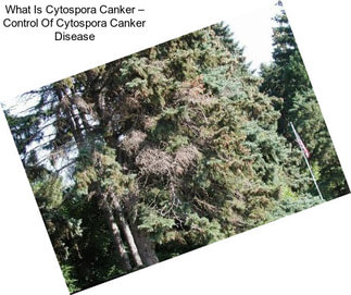 What Is Cytospora Canker – Control Of Cytospora Canker Disease