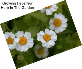 Growing Feverfew Herb In The Garden