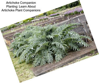 Artichoke Companion Planting: Learn About Artichoke Plant Companions