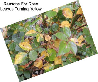 Reasons For Rose Leaves Turning Yellow