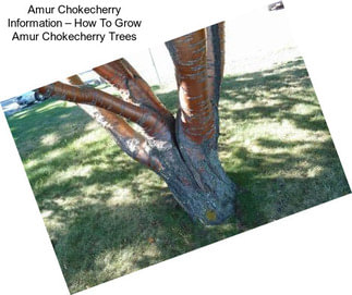 Amur Chokecherry Information – How To Grow Amur Chokecherry Trees