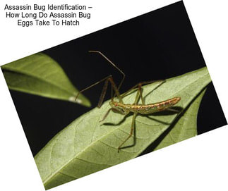 Assassin Bug Identification – How Long Do Assassin Bug Eggs Take To Hatch