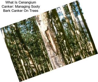 What Is Cenangium Canker: Managing Sooty Bark Canker On Trees