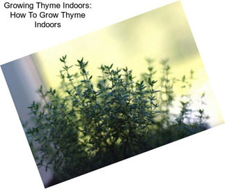 Growing Thyme Indoors: How To Grow Thyme Indoors