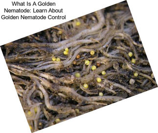 What Is A Golden Nematode: Learn About Golden Nematode Control