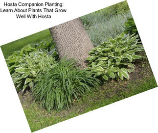 Hosta Companion Planting: Learn About Plants That Grow Well With Hosta