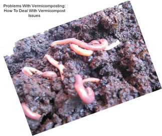 Problems With Vermicomposting: How To Deal With Vermicompost Issues
