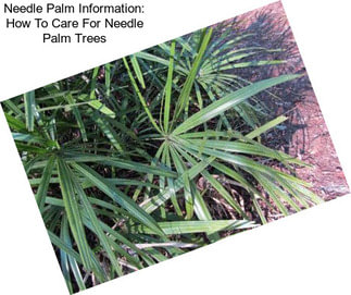 Needle Palm Information: How To Care For Needle Palm Trees