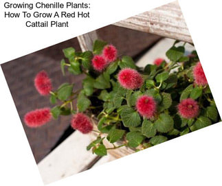 Growing Chenille Plants: How To Grow A Red Hot Cattail Plant