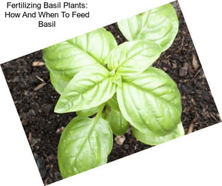 Fertilizing Basil Plants: How And When To Feed Basil