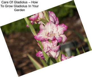 Care Of Gladiolus – How To Grow Gladiolus In Your Garden