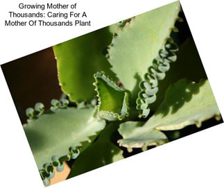 Growing Mother of Thousands: Caring For A Mother Of Thousands Plant