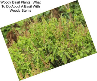 Woody Basil Plants: What To Do About A Basil With Woody Stems