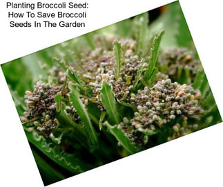 Planting Broccoli Seed: How To Save Broccoli Seeds In The Garden