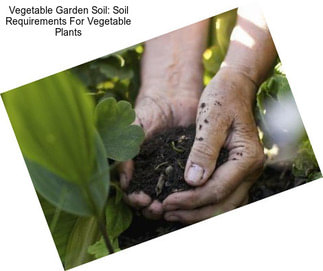 Vegetable Garden Soil: Soil Requirements For Vegetable Plants