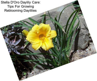 Stella D\'Oro Daylily Care: Tips For Growing Reblooming Daylilies