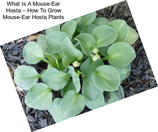 What Is A Mouse-Ear Hosta – How To Grow Mouse-Ear Hosta Plants