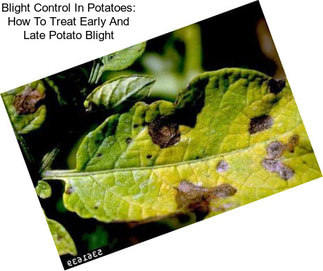 Blight Control In Potatoes: How To Treat Early And Late Potato Blight