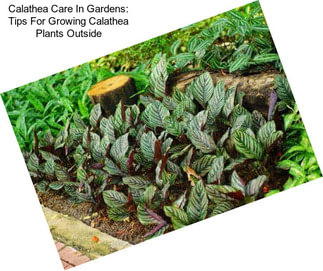 Calathea Care In Gardens: Tips For Growing Calathea Plants Outside