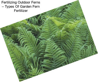 Fertilizing Outdoor Ferns – Types Of Garden Fern Fertilizer