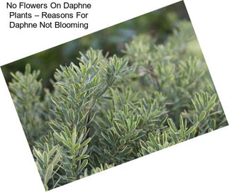 No Flowers On Daphne Plants – Reasons For Daphne Not Blooming