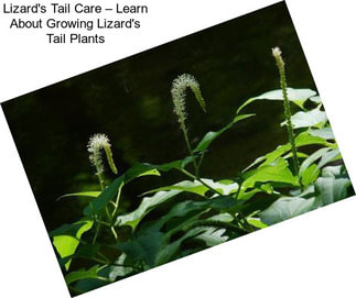 Lizard\'s Tail Care – Learn About Growing Lizard\'s Tail Plants