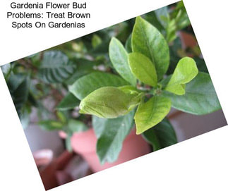 Gardenia Flower Bud Problems: Treat Brown Spots On Gardenias