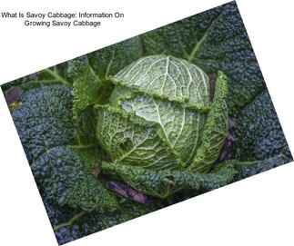 What Is Savoy Cabbage: Information On Growing Savoy Cabbage