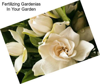 Fertilizing Gardenias In Your Garden