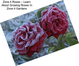 Zone 4 Roses – Learn About Growing Roses In Zone 4 Gardens