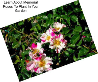 Learn About Memorial Roses To Plant In Your Garden