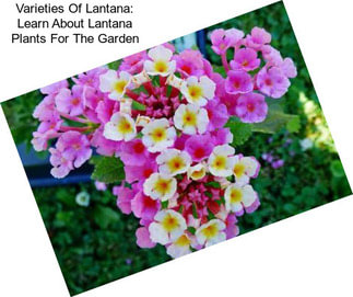 Varieties Of Lantana: Learn About Lantana Plants For The Garden