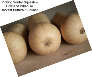 Picking Winter Squash – How And When To Harvest Butternut Squash