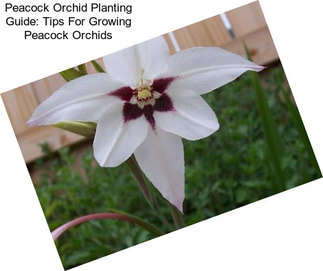 Peacock Orchid Planting Guide: Tips For Growing Peacock Orchids