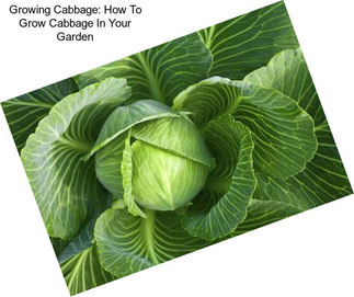 Growing Cabbage: How To Grow Cabbage In Your Garden