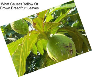 What Causes Yellow Or Brown Breadfruit Leaves